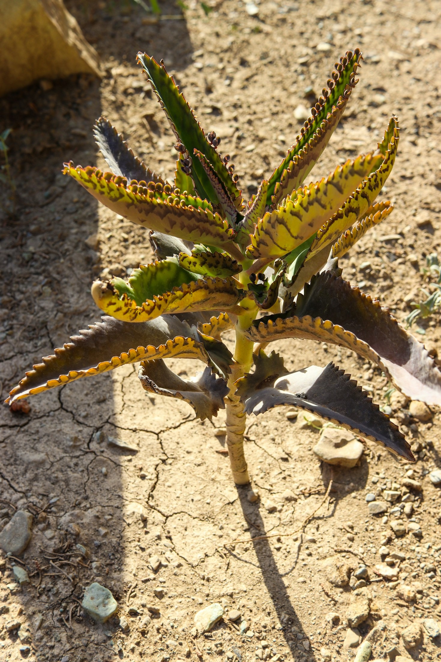 The Future of In Vitro Plant Cultures