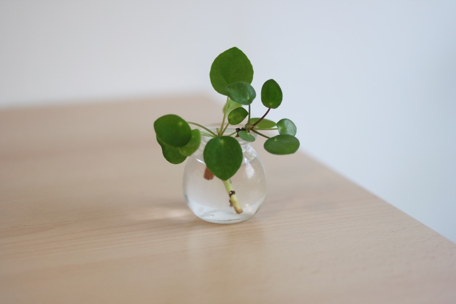 Tailored Solutions for Cutting-Edge Plant Research