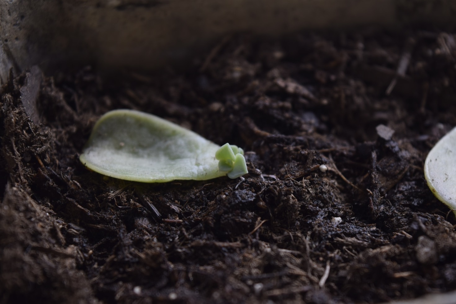 A Deep Dive into Spatial Biology Technologies